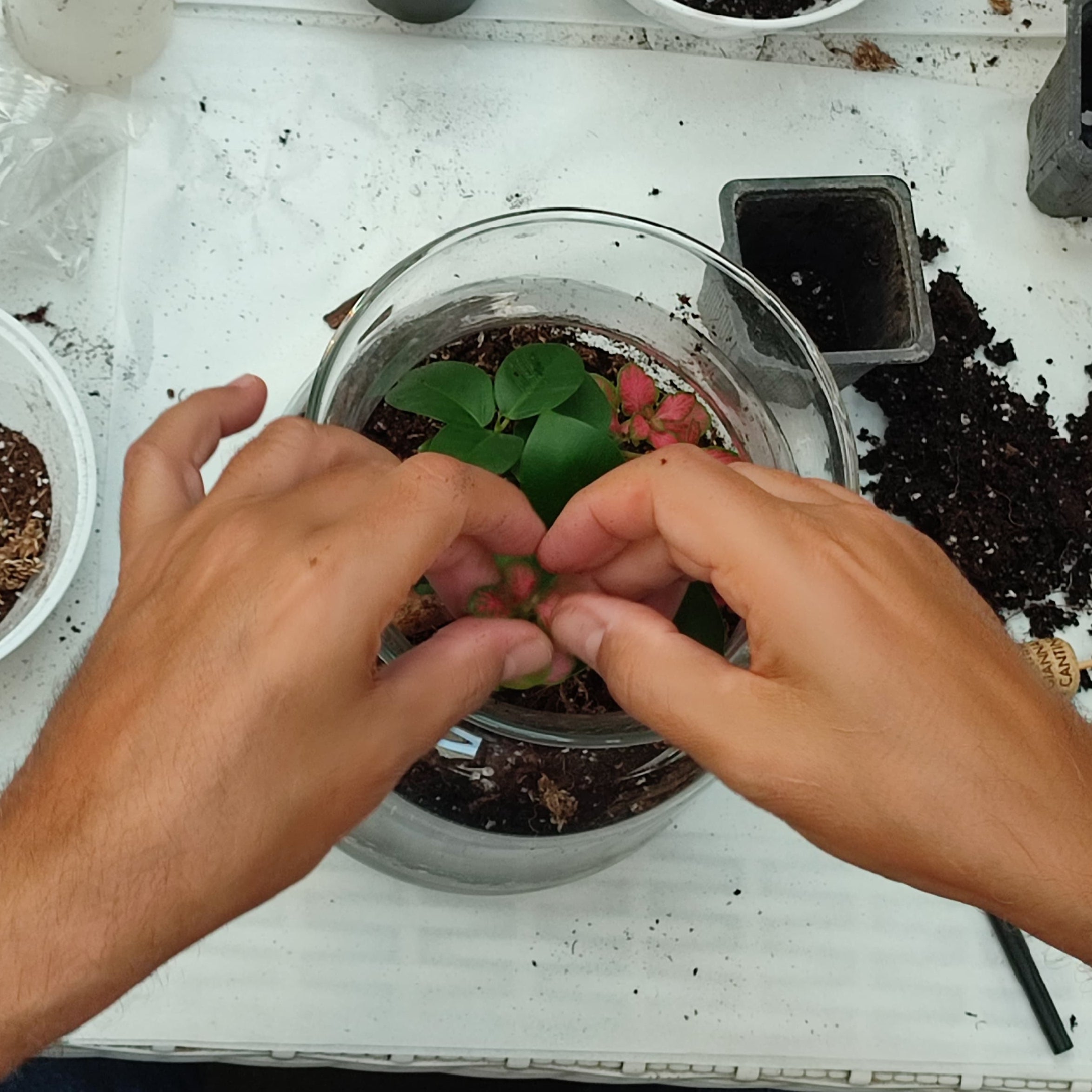 2/11 Terrarium Tropicale e brunch al Sanctuary Eco Retreat di Roma - €64,00