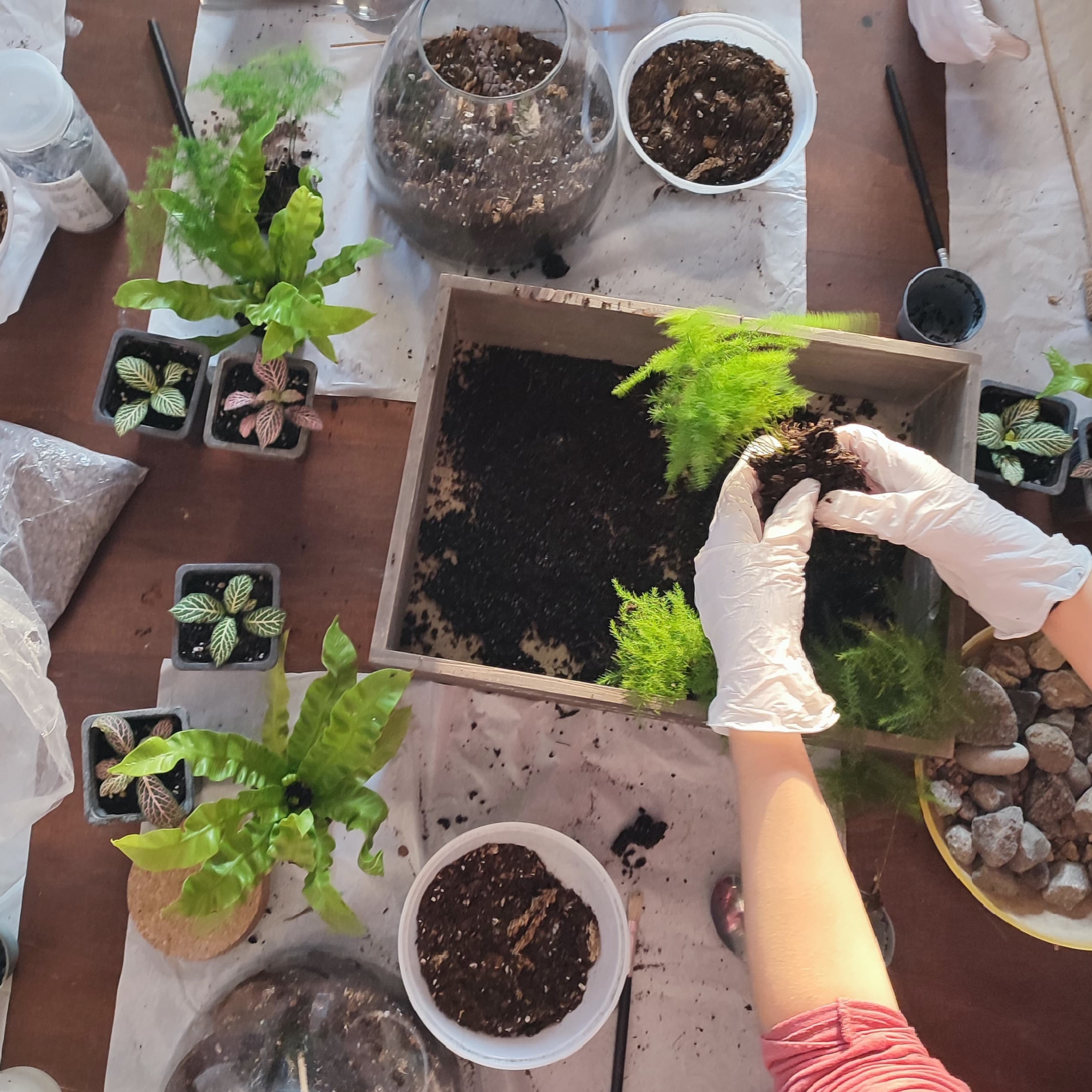 2/11 Terrarium Tropicale e brunch al Sanctuary Eco Retreat di Roma - €64,00