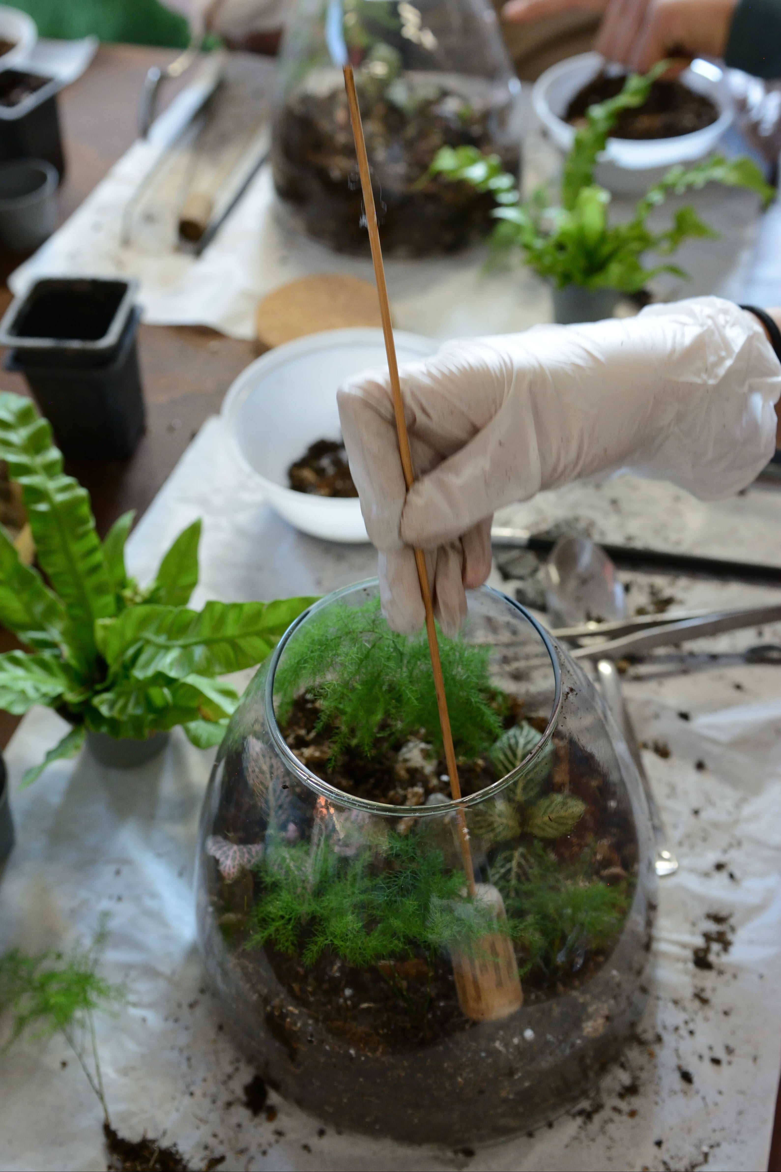 2/11 Terrarium Tropicale e brunch al Sanctuary Eco Retreat di Roma - €64,00