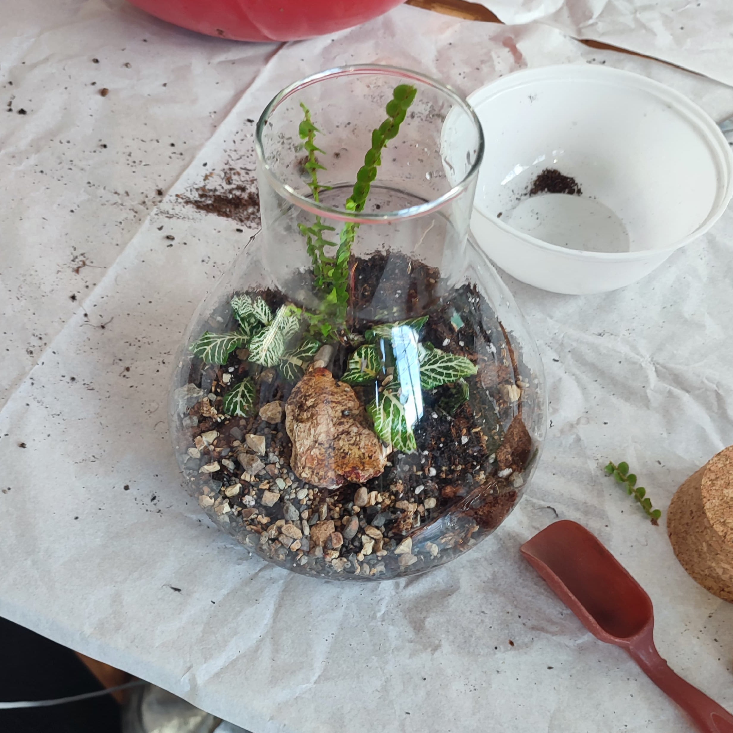 2/11 Terrarium Tropicale e brunch al Sanctuary Eco Retreat di Roma - €64,00
