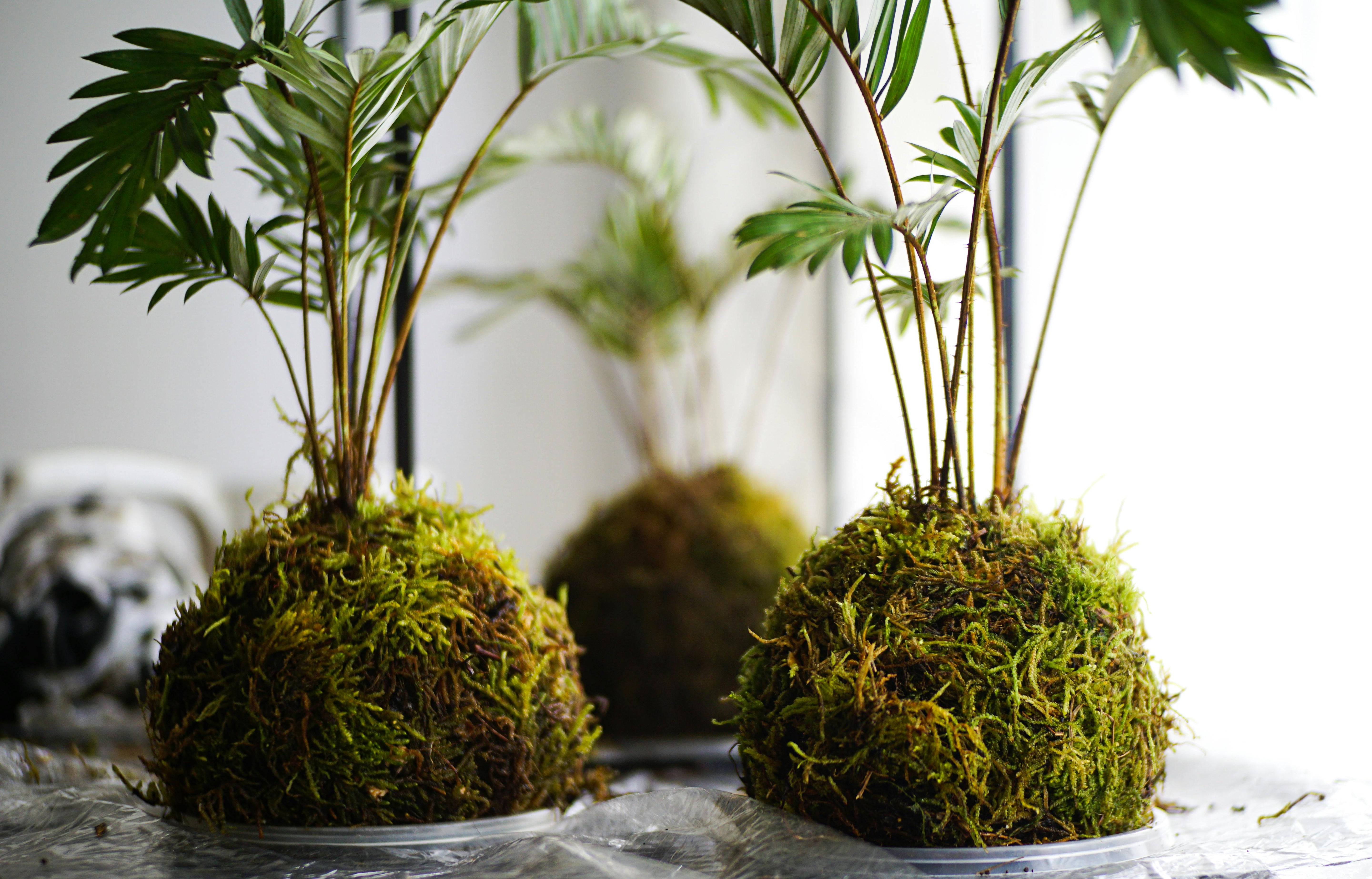 07/03 Kokedama con merenda da Vivi Le Serre Roma - €64,00